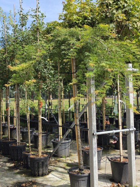 Japanse esdoorn 'Dissectum' kroon met zomerblad
