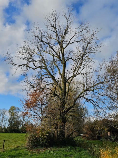 De Fraxinus excelsior winterbeeld .  De Es is een boom die graag over veel water beschikt.