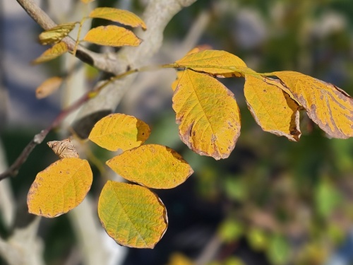 Geelhout boom herfst