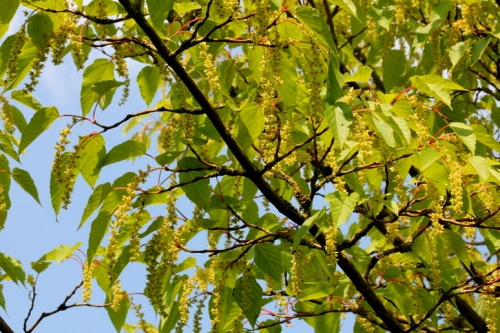 Slangenhuidesdoorn 'capillipes' lichtgroen blad