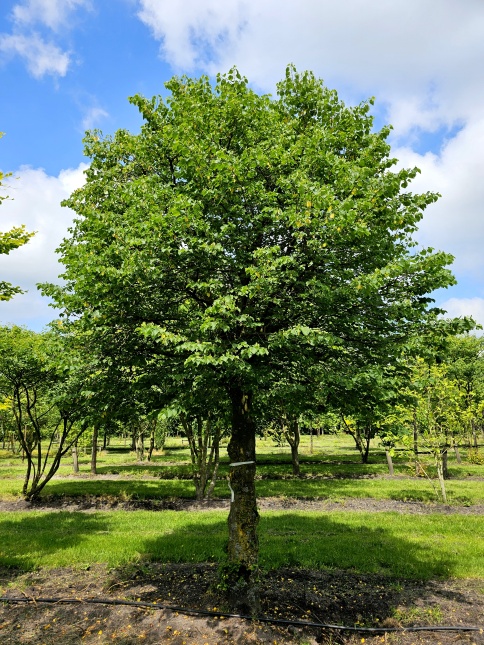Winterlinde 'Böhlje' boom welke als bolvorm wordt gesnoeid.
