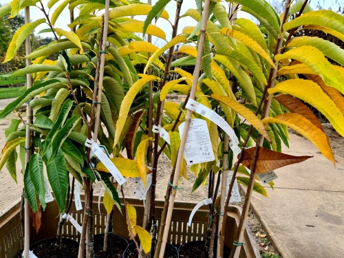 Castanea sativa 'Lyon'