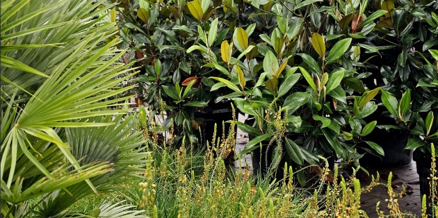 Welke planten kies je voor een mediterrane tuin?