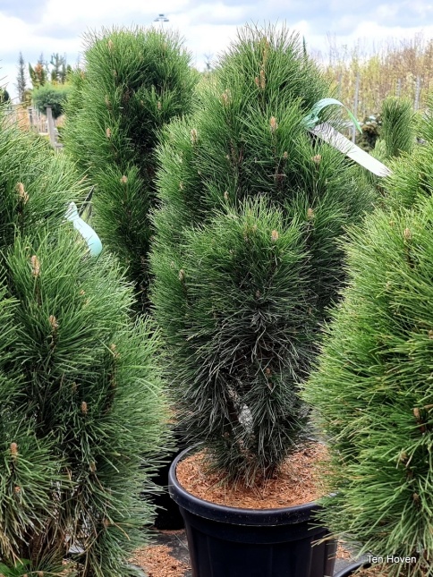 Pinus nigra 'Green Tower'