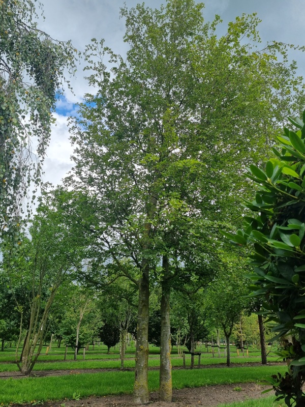 Groene Beuk