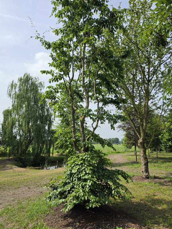 Fagus sylvatica groene beuk als klimboom