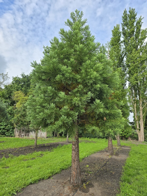 Mammoetboom