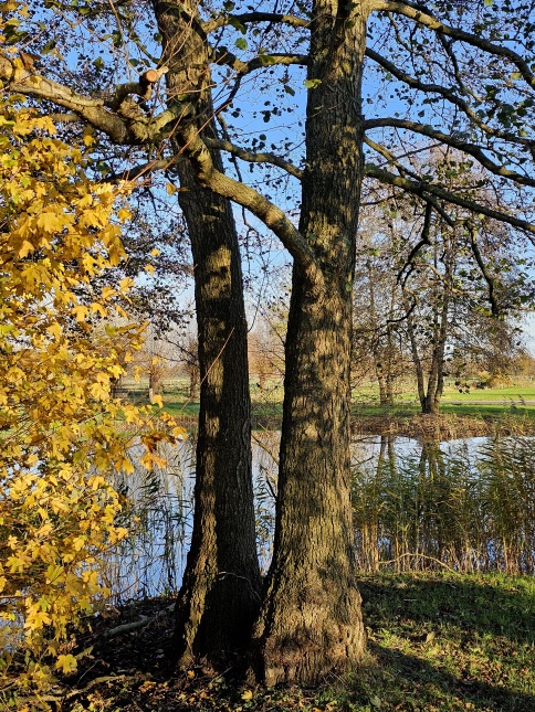 De Zwarte Els toepassing in woonwijk bij water.