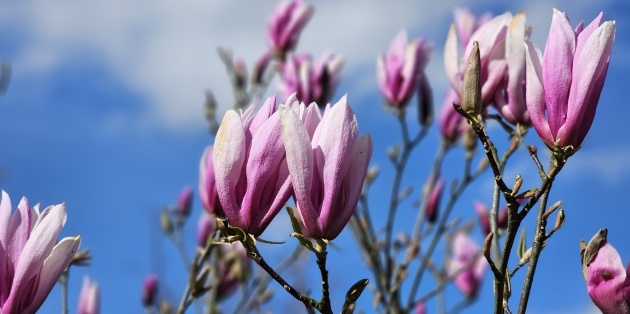Magnolia verzorgen en snoeien: Hoe houdt u uw beverboom gezond?
