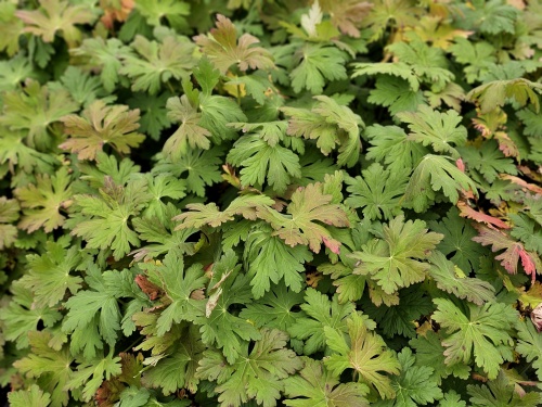 Ooievaarsbek, macrorrhizum - Geranium macrorrhizum
