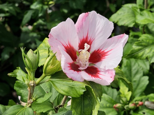 Hibiscus Hamabo
