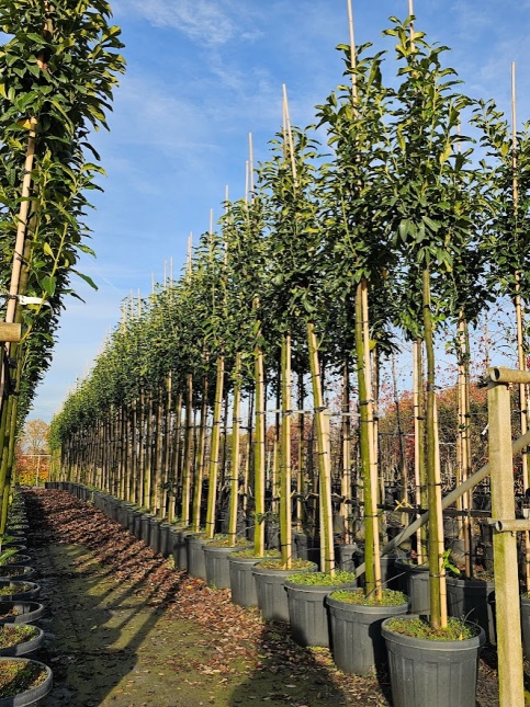 Prunus laur. Genolia groenblijvende haaglaurier met witte bloei