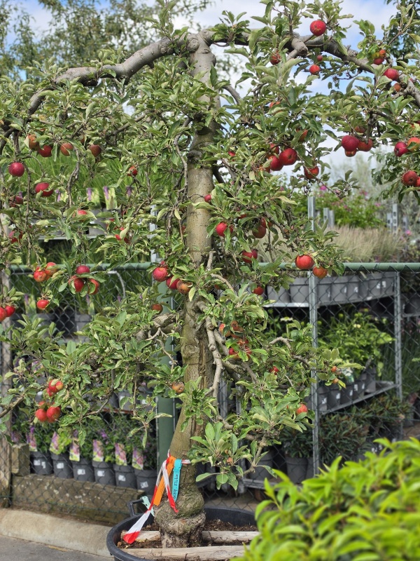 Appel 'Elstar'