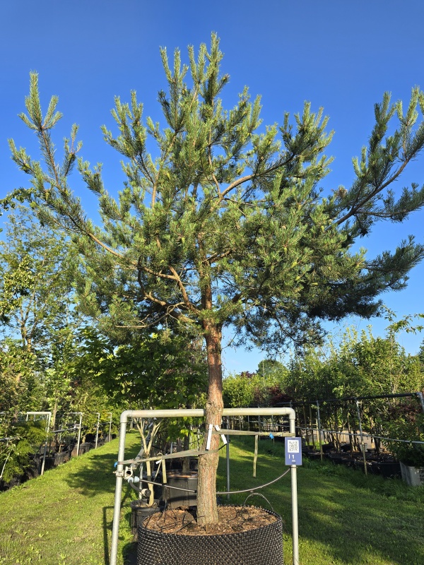 Grove Den , Vlieg Den