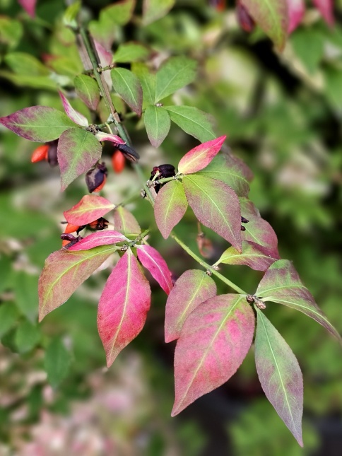 Euonymus Alatus