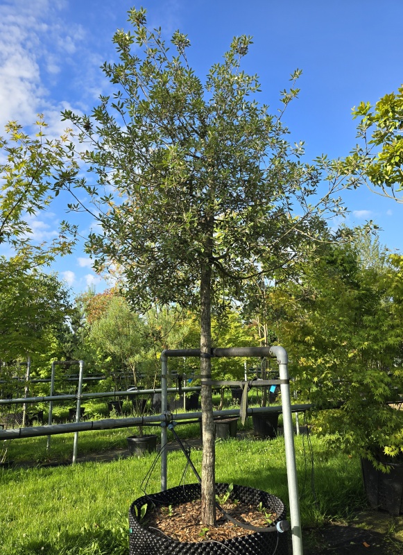 Steeneik