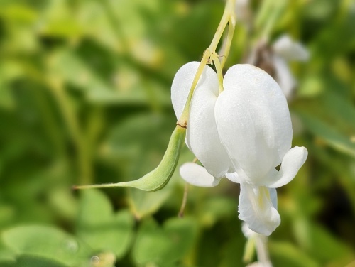 Gebroken hartje 'Alba' - Dicentra spectabilis 'Alba'