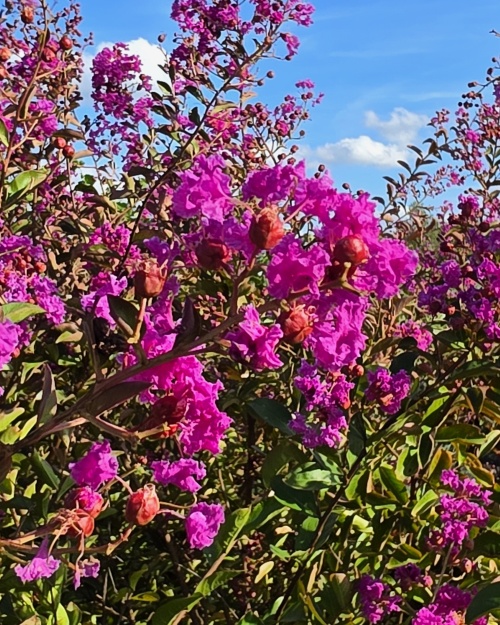 Een uitbundige bloeiende Indische sering met roodpaars bloemen in de nazomer