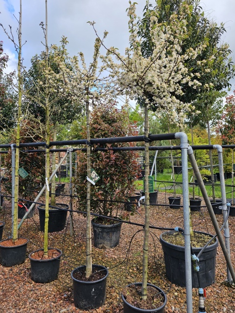 Malus toringo 'Tina'   dwerg sierappeltje voor de kleine tuin