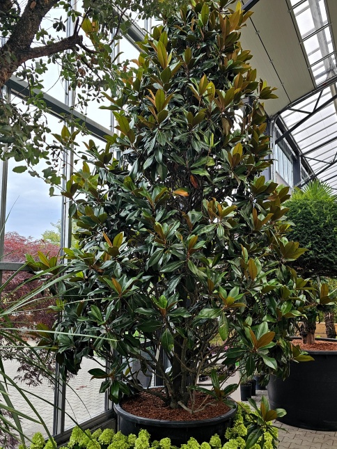 Magnolia 'Galissonniére'  zomerbloei