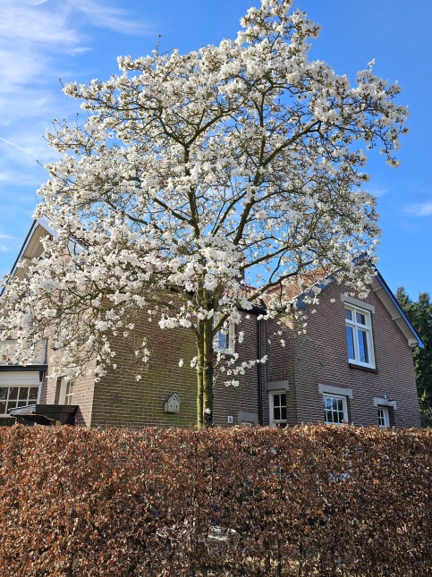 Magnolia Kobus, hoogstam met grote kroon