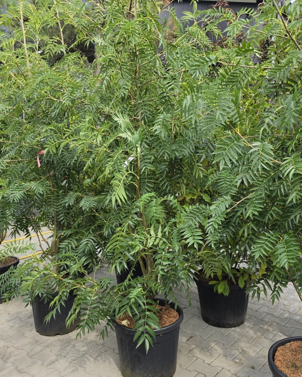 Eberesche 'Dodong'