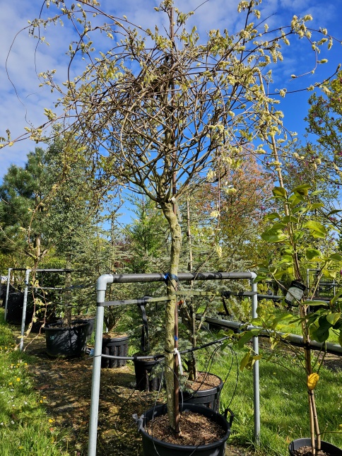 Wisteria brachybotrys 'Shiro Kapitan'