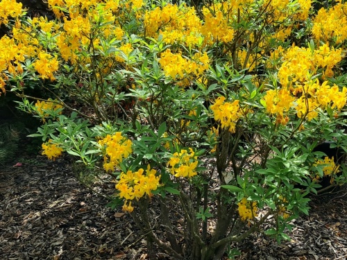 Rhododendron Luteum  geel bloeiende Azalea