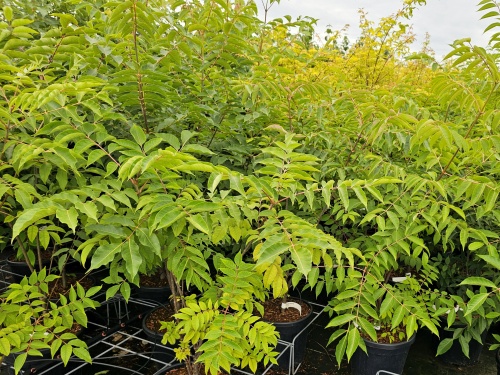 Bijenboom in struikvorm worden uiteindelijk grote struiken.