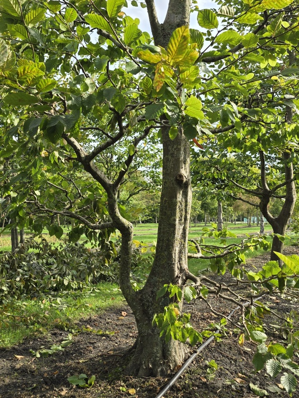 Haagbeuk