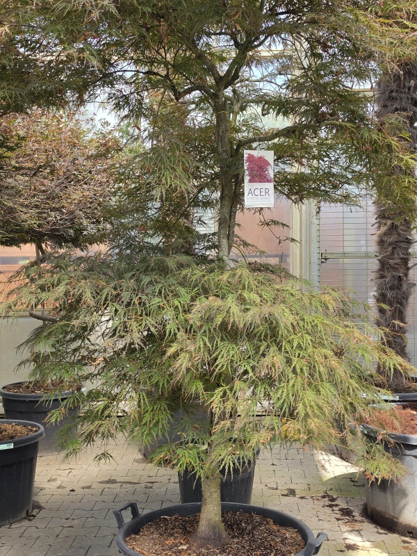 Japanischer Ahorn in Semi-Bonsaiform