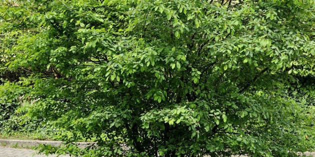 De mooiste meerstammige bomen: Top 10 en de beste keuzes voor uw tuin