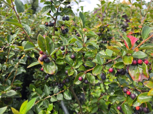 Glanzende dwergmispel - Cotoneaster lucidus