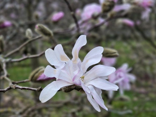Magnolia 'Rosea' bloemknoppen gaan open