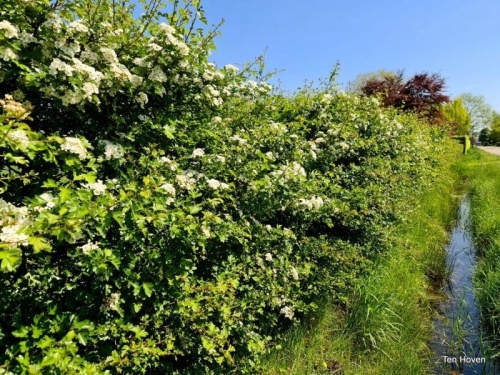 Crataegus monogyna meidoornhaag in bloei