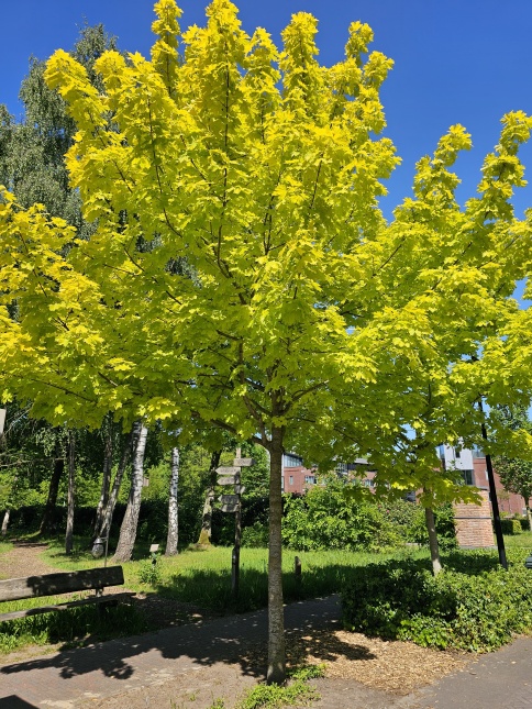 Noorse Esdoorn 'Princeton Gold' geelbladig jong blad