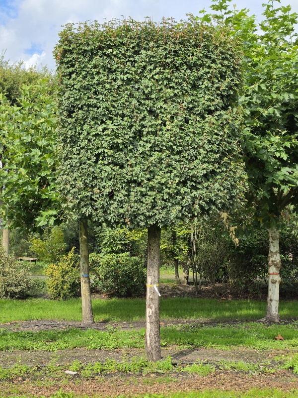 Feldahorn als Spalierblock