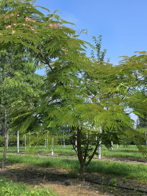 Albizia voor vreugde en troost in uw hart, volgens de Chinezen althans.