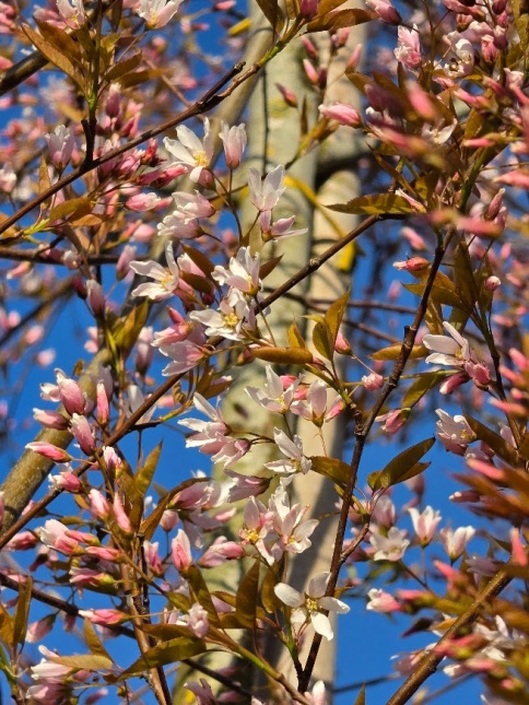 Krentenboompje 'Robin Hill'.  Bloeit vanaf begin april
