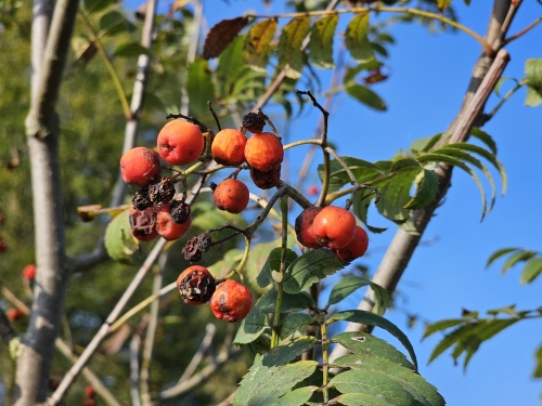 Sorbus aucuparia met bessen in de zomer