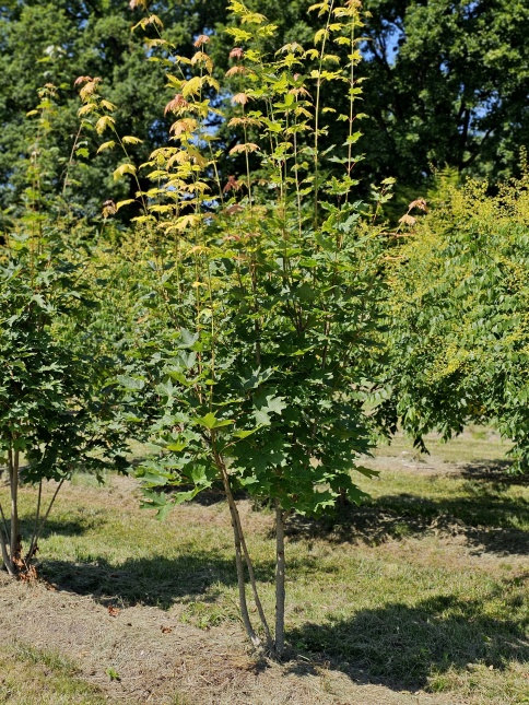 Acer Saccharinum,  meerstammige boom struiken in juli