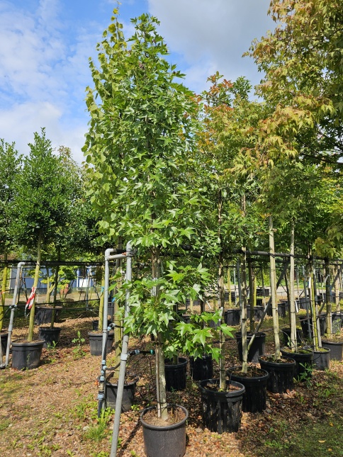 Liquidambar Oakville Highlight met mooie herfstbladeren