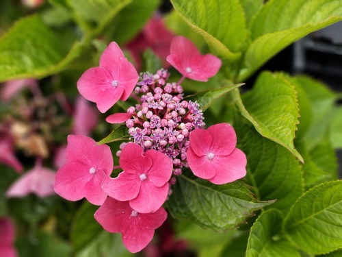 Hortensia 'Teller Red' regelmatig water geven en niet in de volle zon