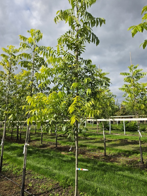 Pecan notenboom,  ras Western Schley