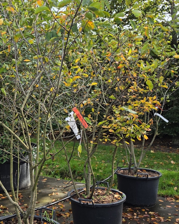Krentenboom meerstam