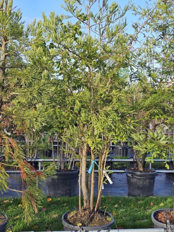 Kustmammoetboom 'Illa Martin'