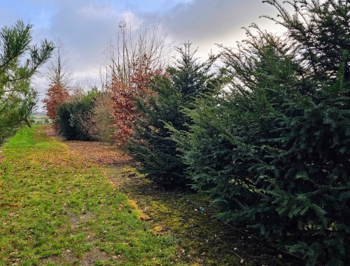 Taxus baccata organische combinatie met Fagus (beuk)