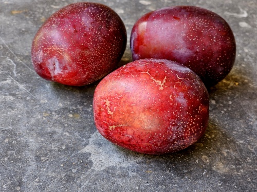 Pruim 'Jubileum'  - Prunus domestica 'Jubileum'