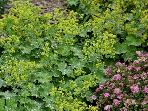 Alchemillae vrouwenmantel met geel groene bloei