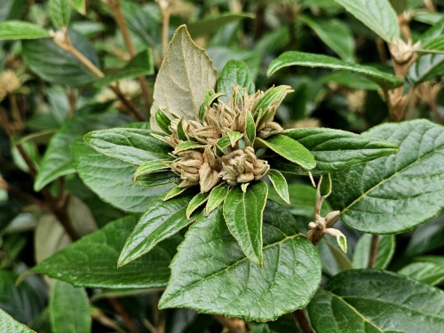 Viburnum 'Eskimo'